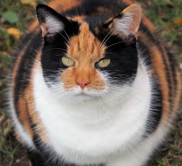 chubby multicoloured tabby cat sitting in grass