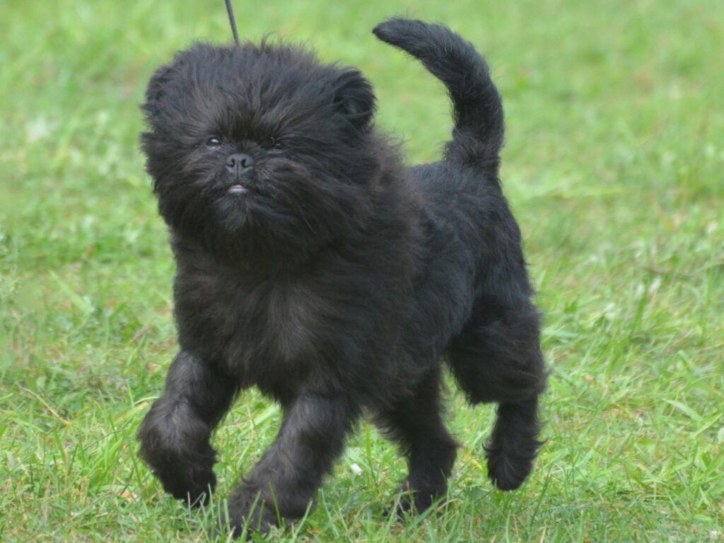 small black Affenpinscher