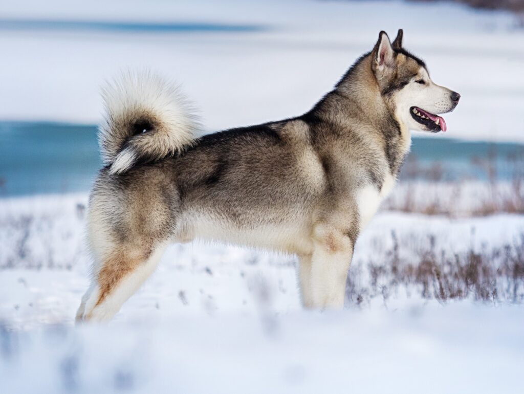 Alaskan Malamute dog standing in the snow in winter