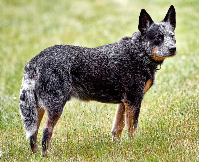 Australian Cattle Dog