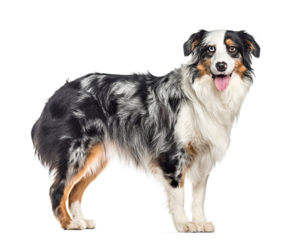 Side view of standing, panting Australian Sheperd