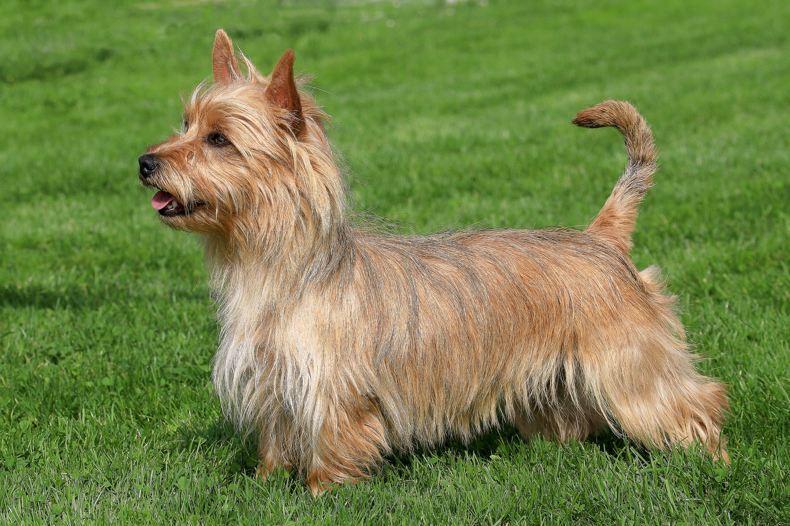 Portait of Australian Terrier in garden