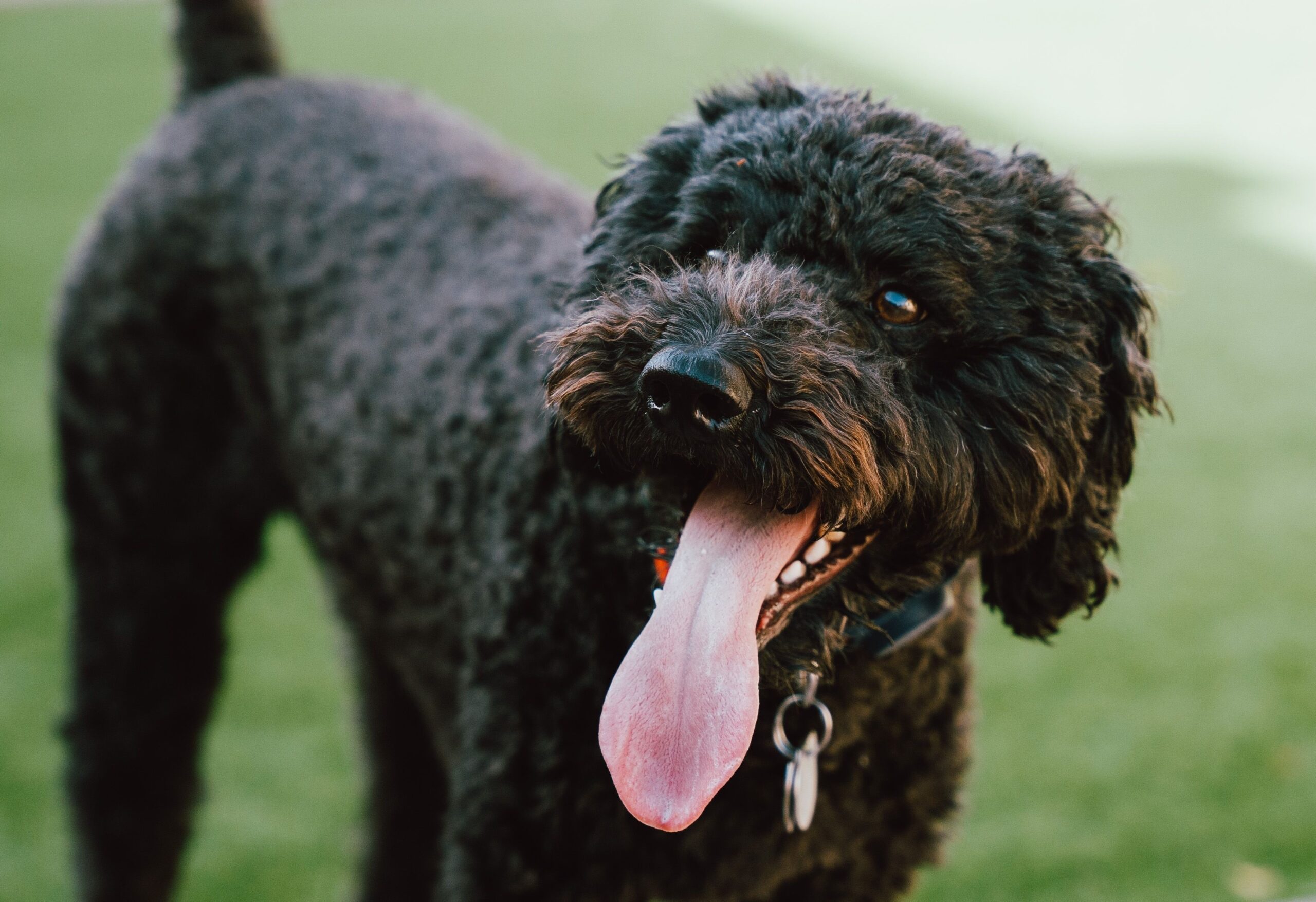 Barbet with long tongue