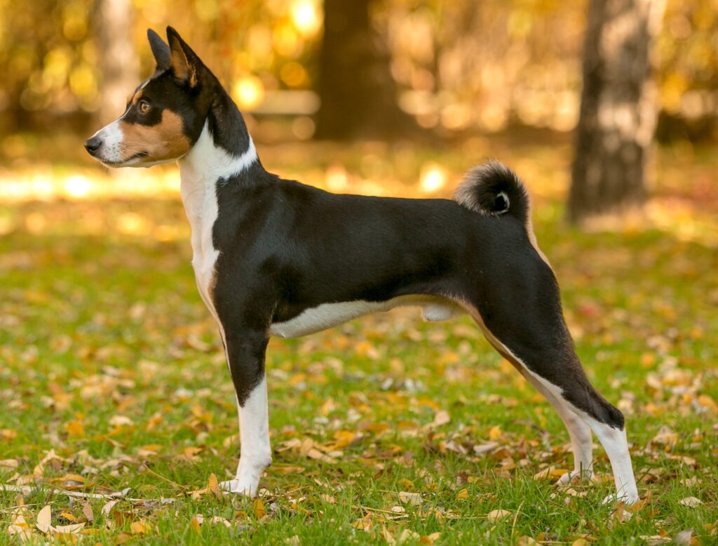 Basenji 2 in autumn