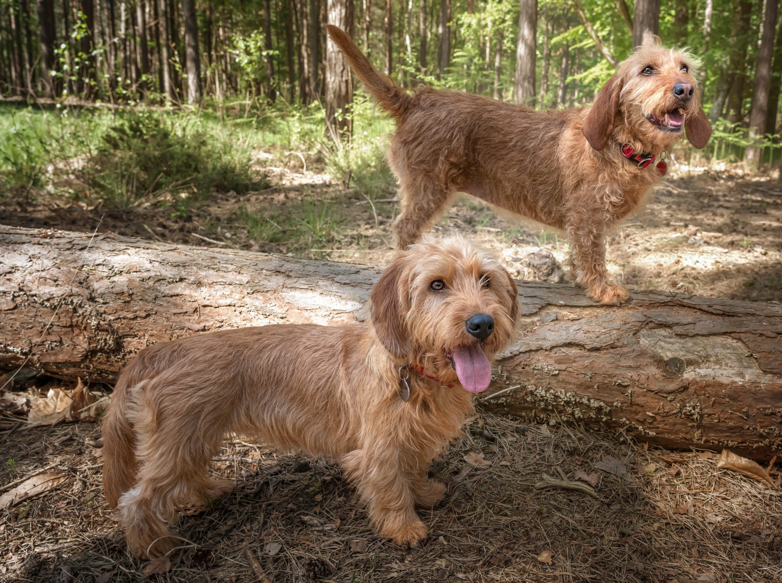 Basset Fauve de Bretagne