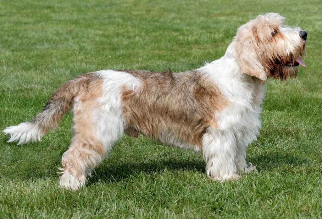 Typical Petit Basset Griffon Vendeen in the spring garden