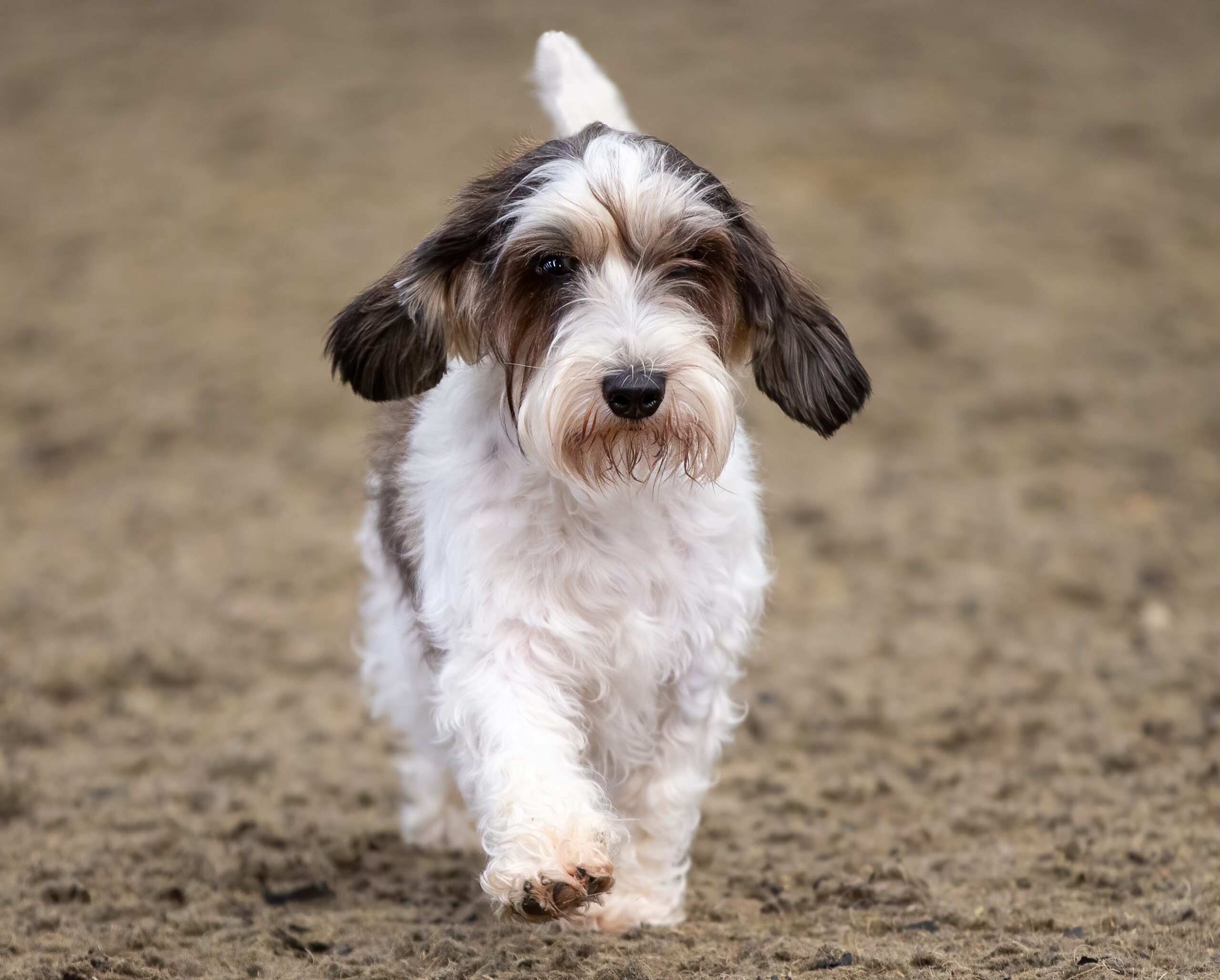 Basset Griffon Vendeen petit