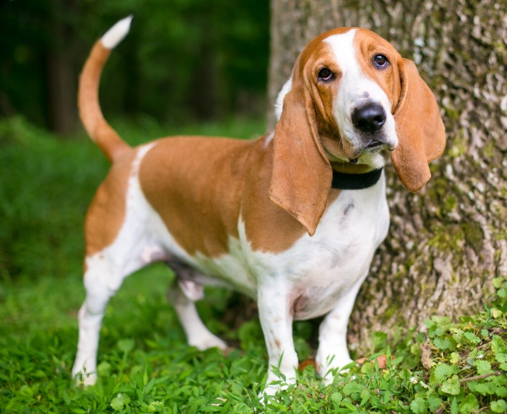 Portrait of a Basset Hound outdoors