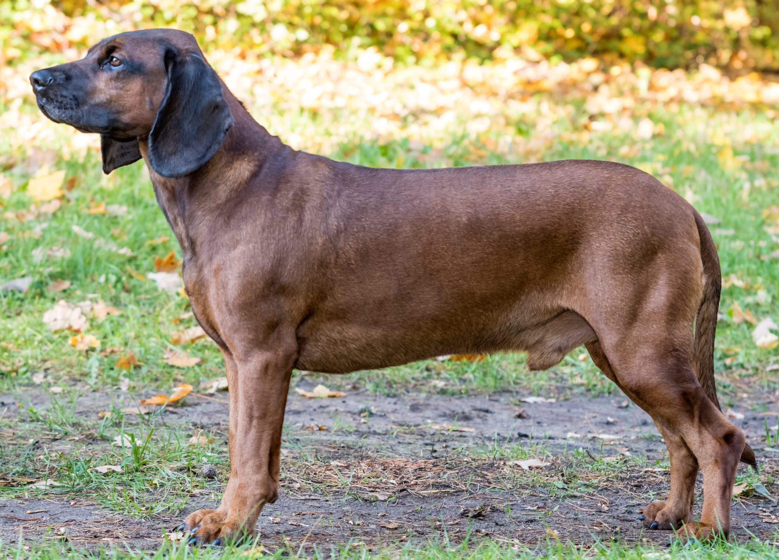 Bavarian Mountain Hound dog