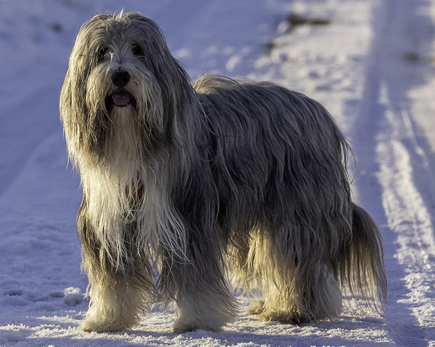 Bearded Collie in snow