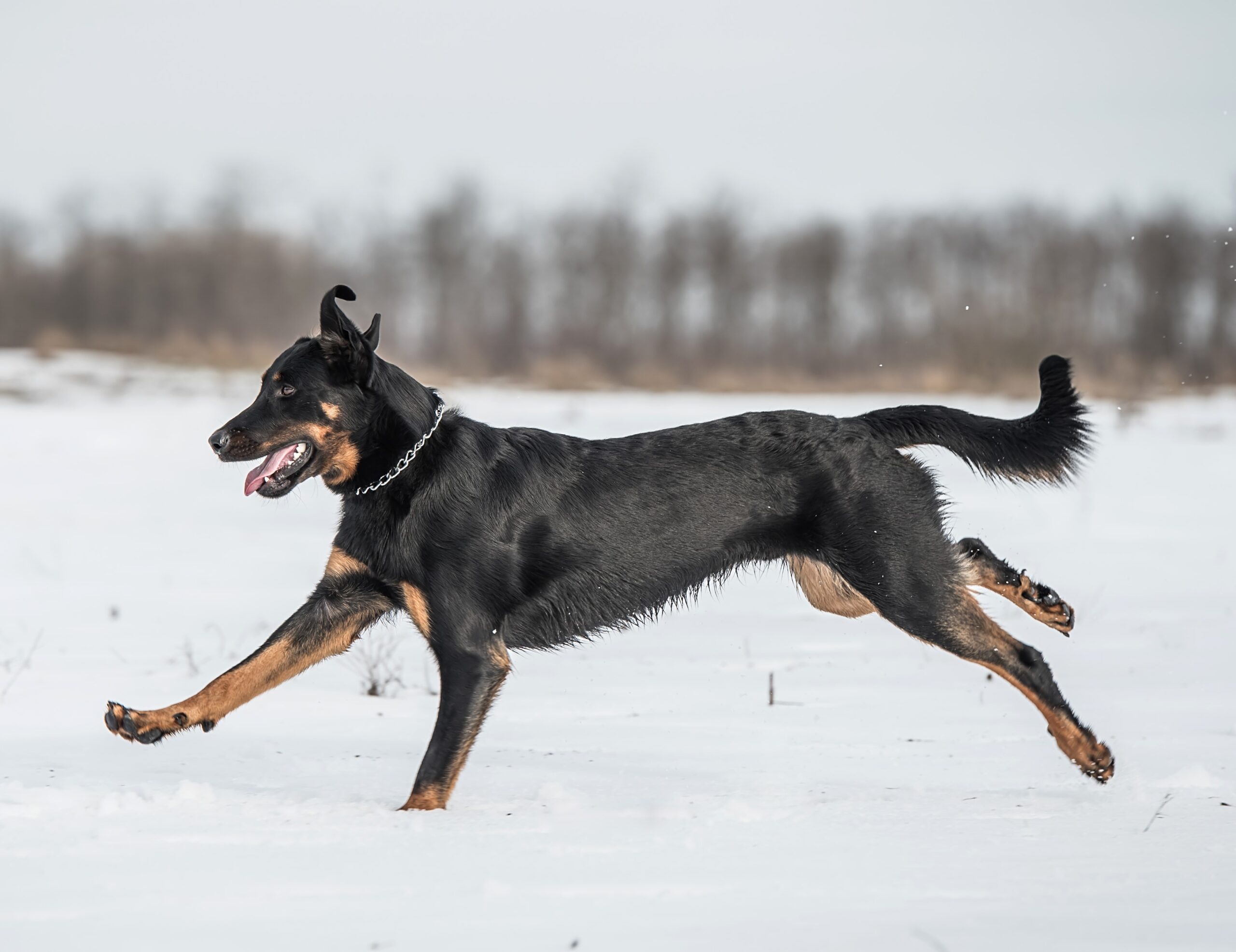 Beauceron dog breed