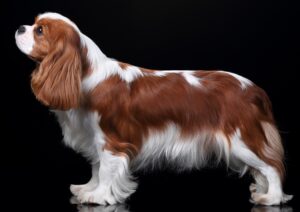 Beautiful Dog Cavalier King Charles Spaniel on a black background