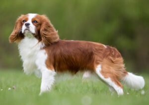 Cavalier King Charles Spaniel in outdoors