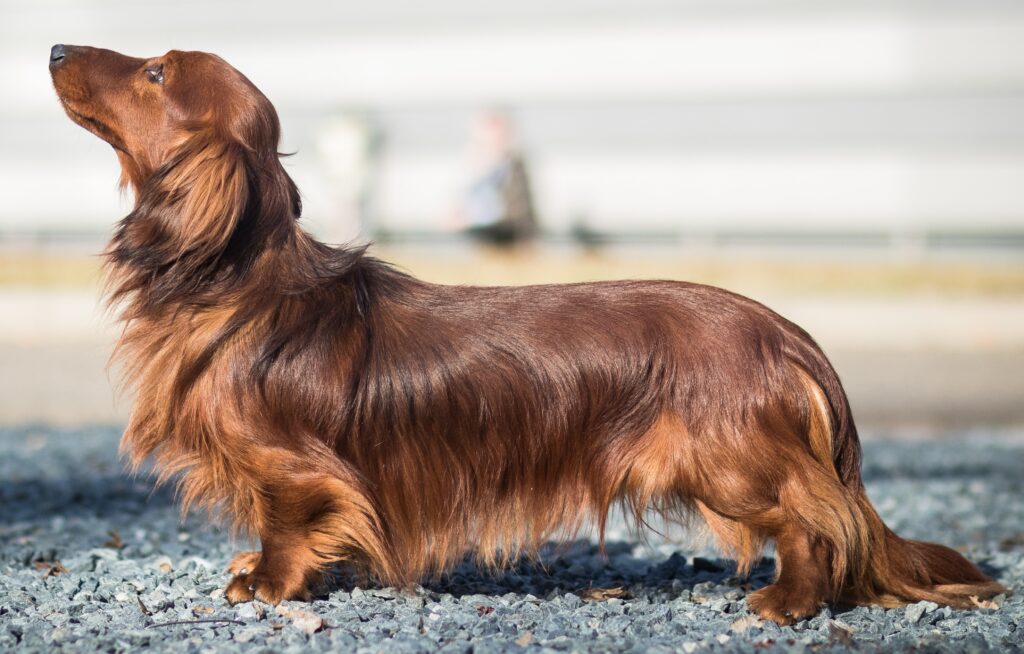 Dachshund Standard Long Haired