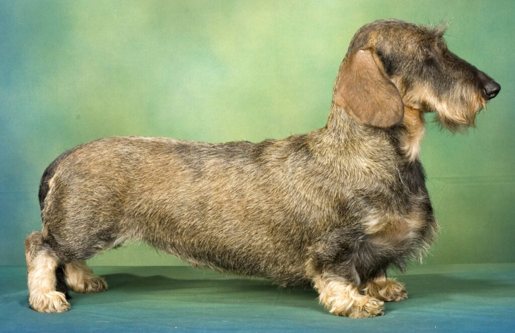 Dachshund Standard Wire Haired