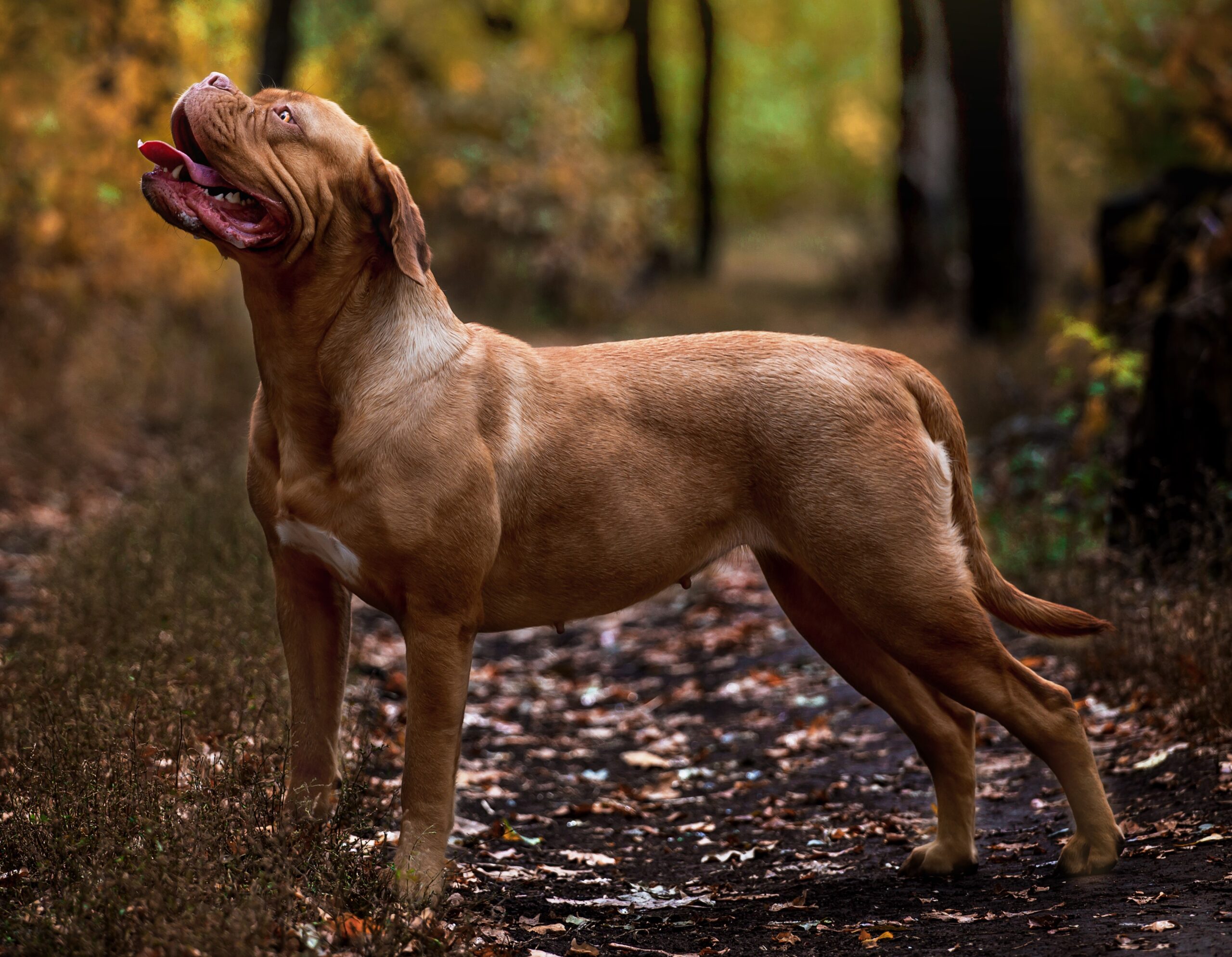 Bordeaux dog walking in the autumn forest