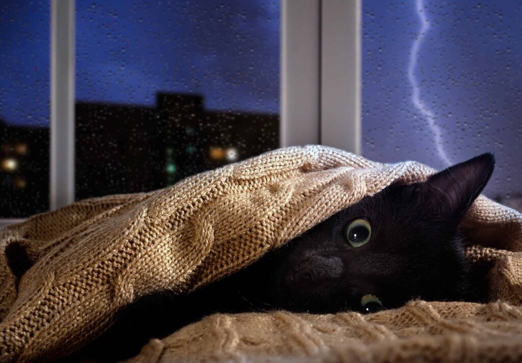 black cat hiding in blanket with lightning in background