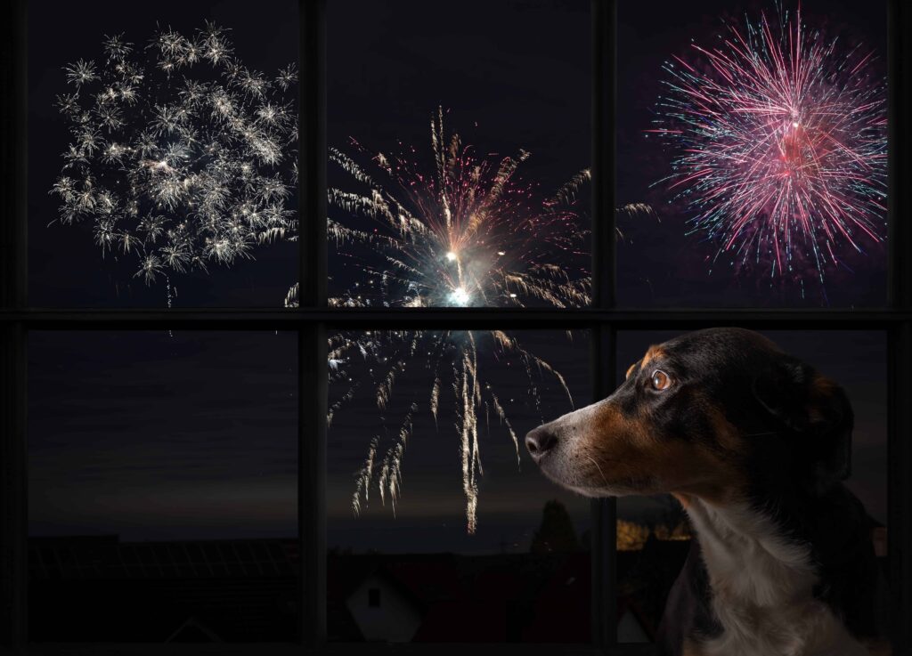 Dog in window with fireworks in sky outside