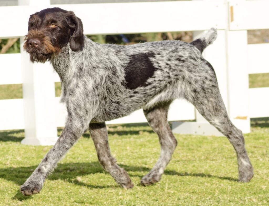 German Wirehaired Pointer walking on grass