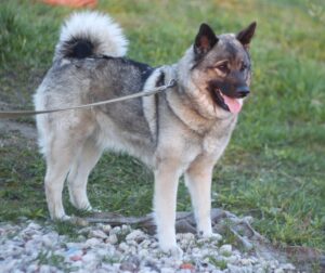 Norwegian grey Elkhound dog on a walk