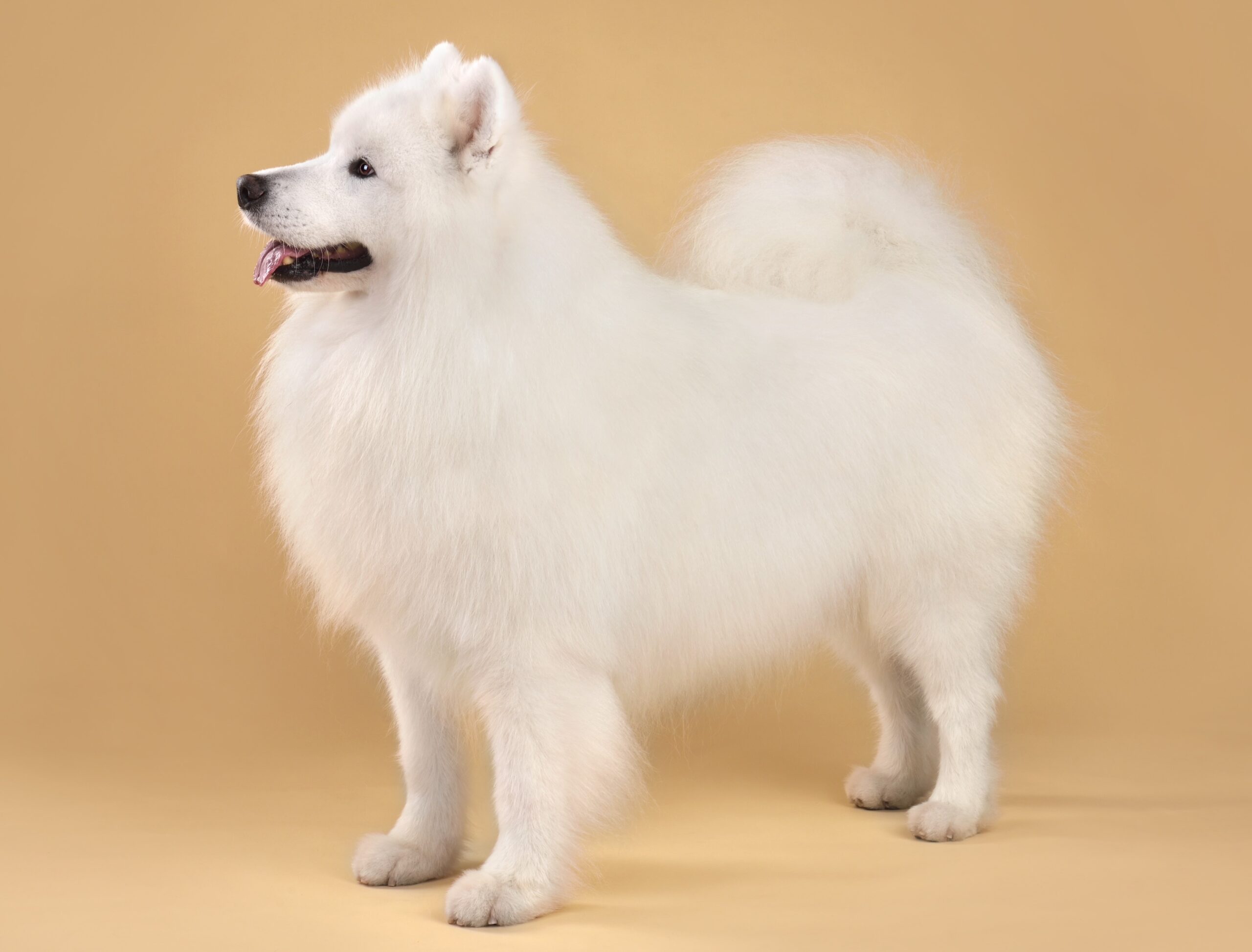 Beautiful Samoyed dog standing on a yellow background