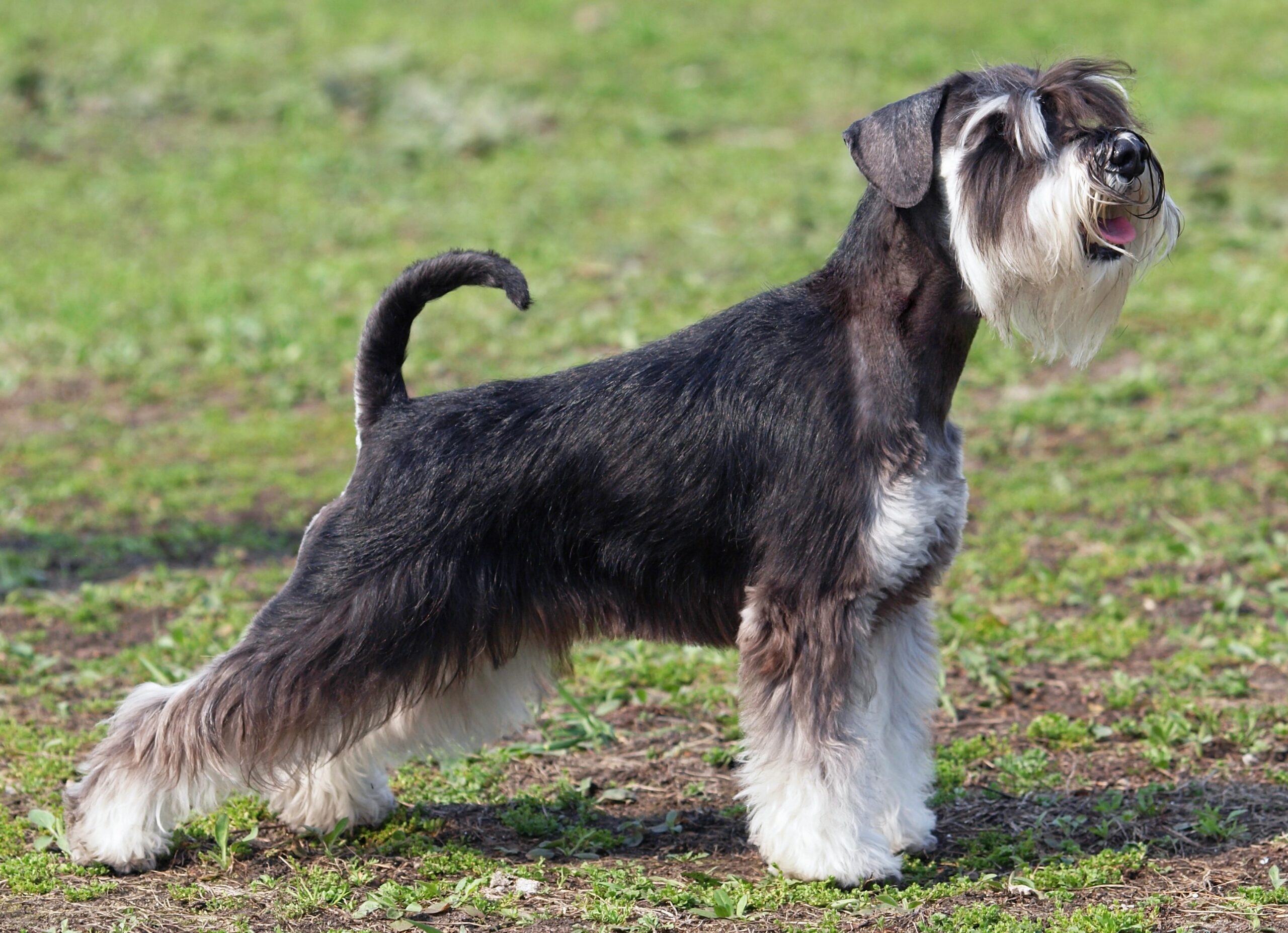 xcellent exterior of the mittelschnauzer on a natural green background