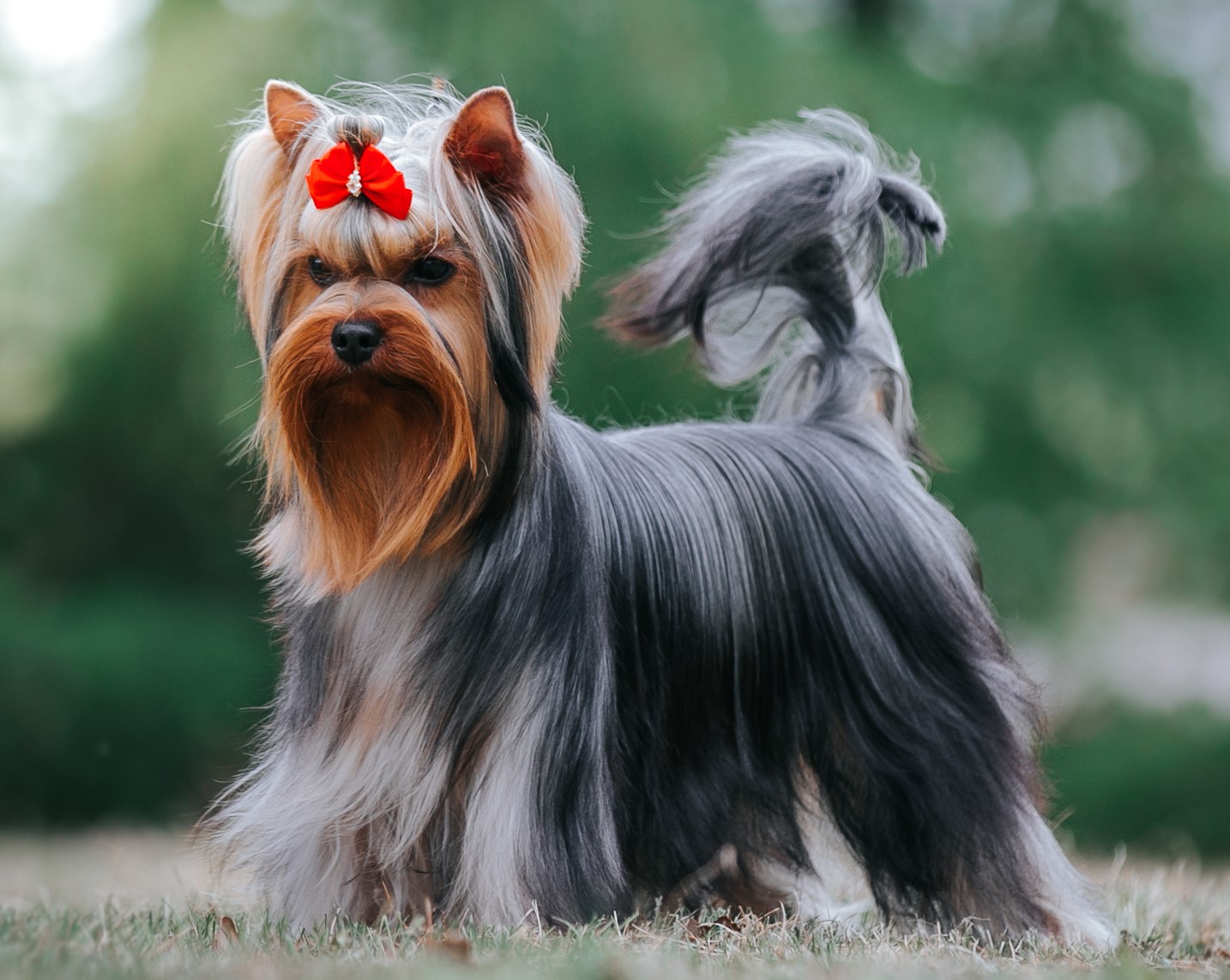 Yorkshire terrier in the green park background.