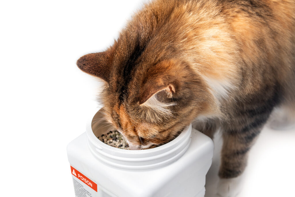 Cat sniffing container that is labeled 'poison' on side