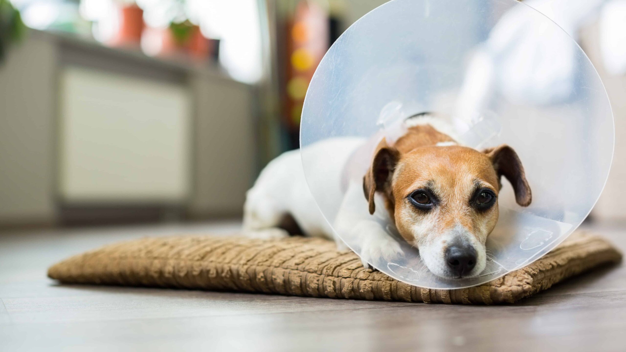 dog wearing e-collar - or cone - while lying on floor on top of thin brown pad