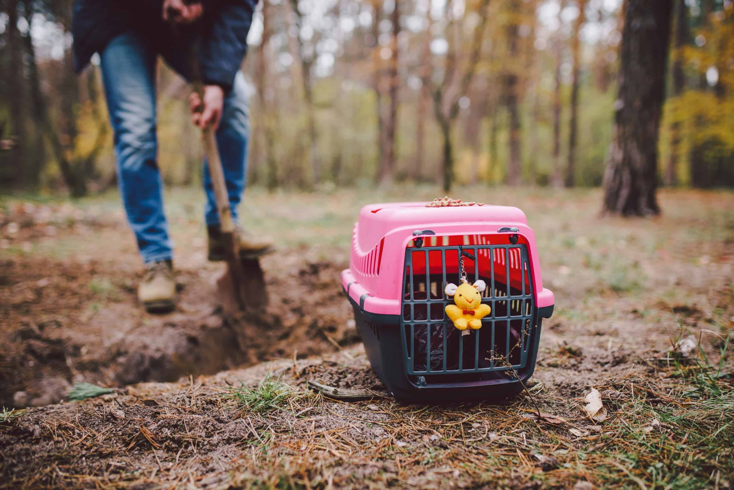 Empty cat carrier sits next to person digging a hole in the forrest with a shovel