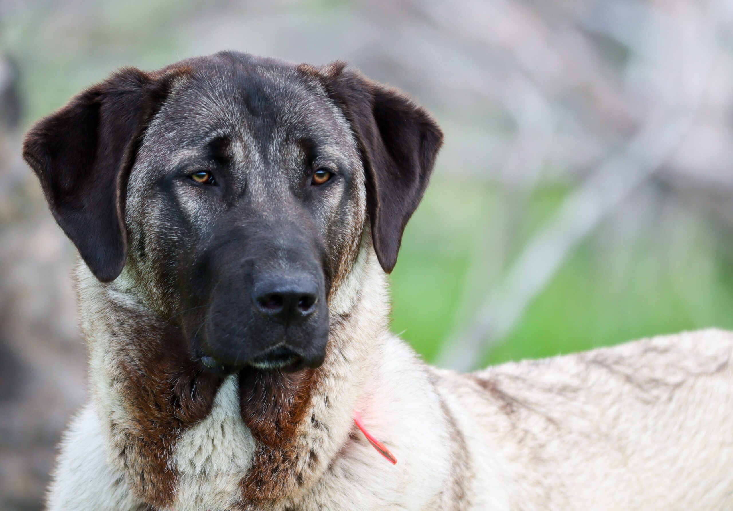 Turkish Kangal Dog Domain4pets Turkish Kangal Dog Domain4pets
