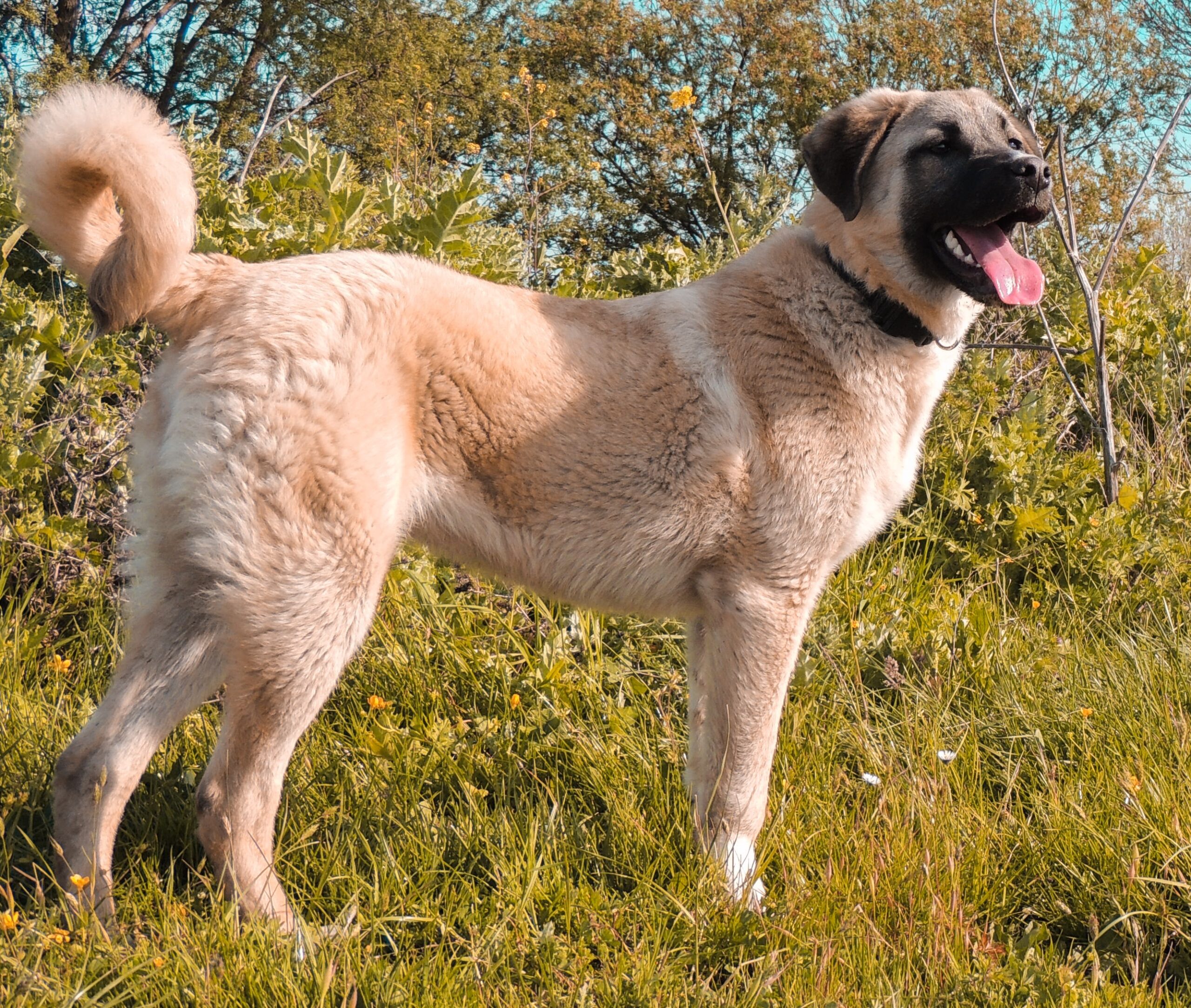 Turkish kangal fashion shepherd