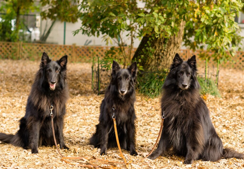 Belgian Shepherd Dog Groenendael