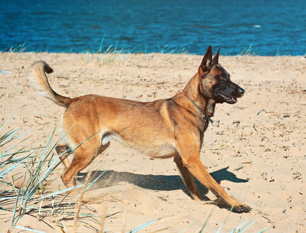 Belgian Shepherd Dog Malinois