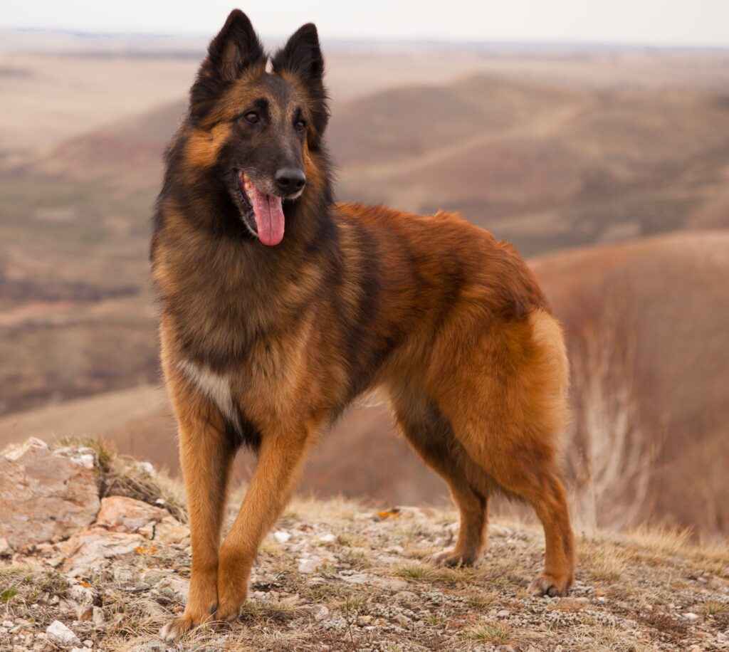 Belgian shepherd Tervuren portrait on the walk