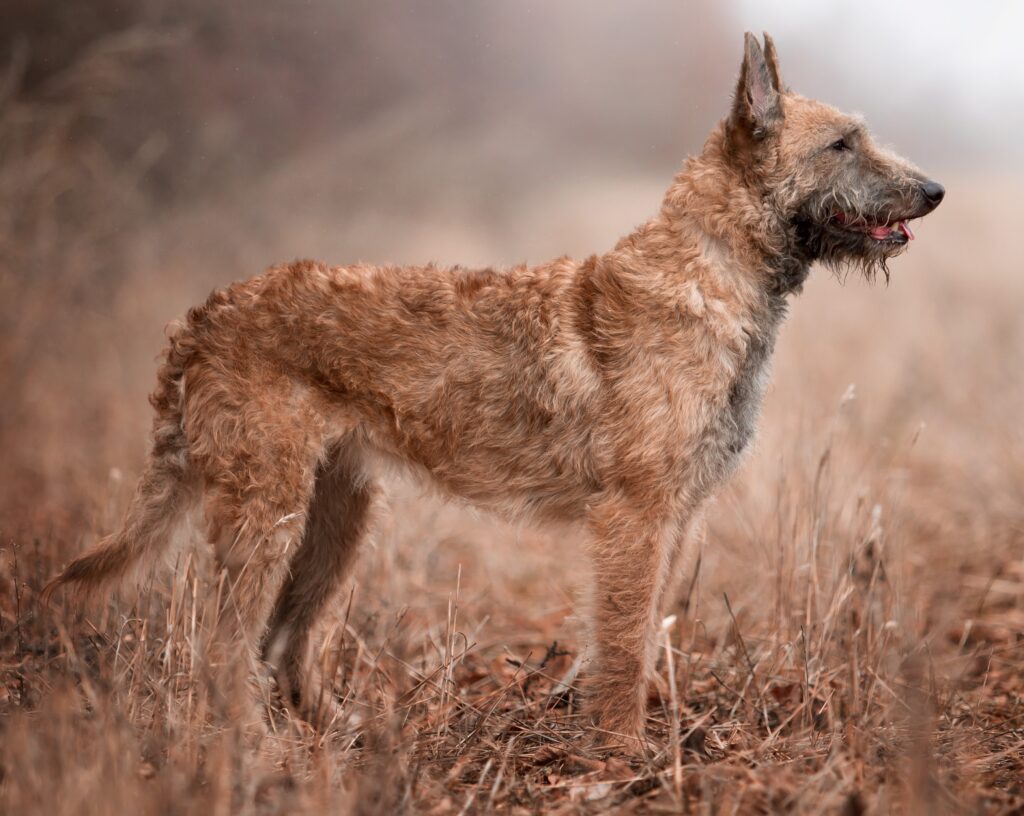 dog breed belgian shepherd lakenua in the autumn forest