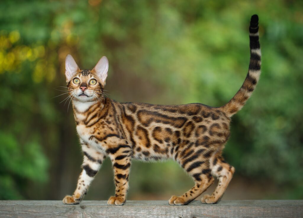 Bengal cat walking along fence