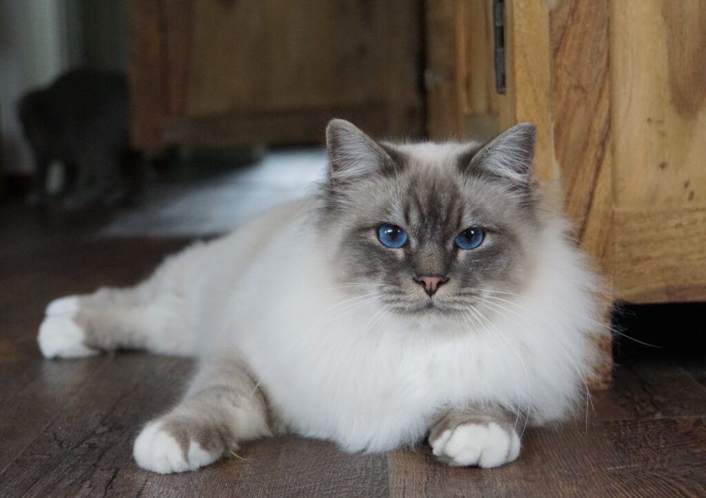 Fluffy white Birman cat lying on floor