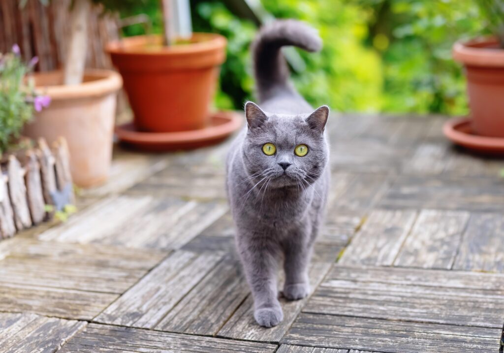 British Shorthair cat outside in garden