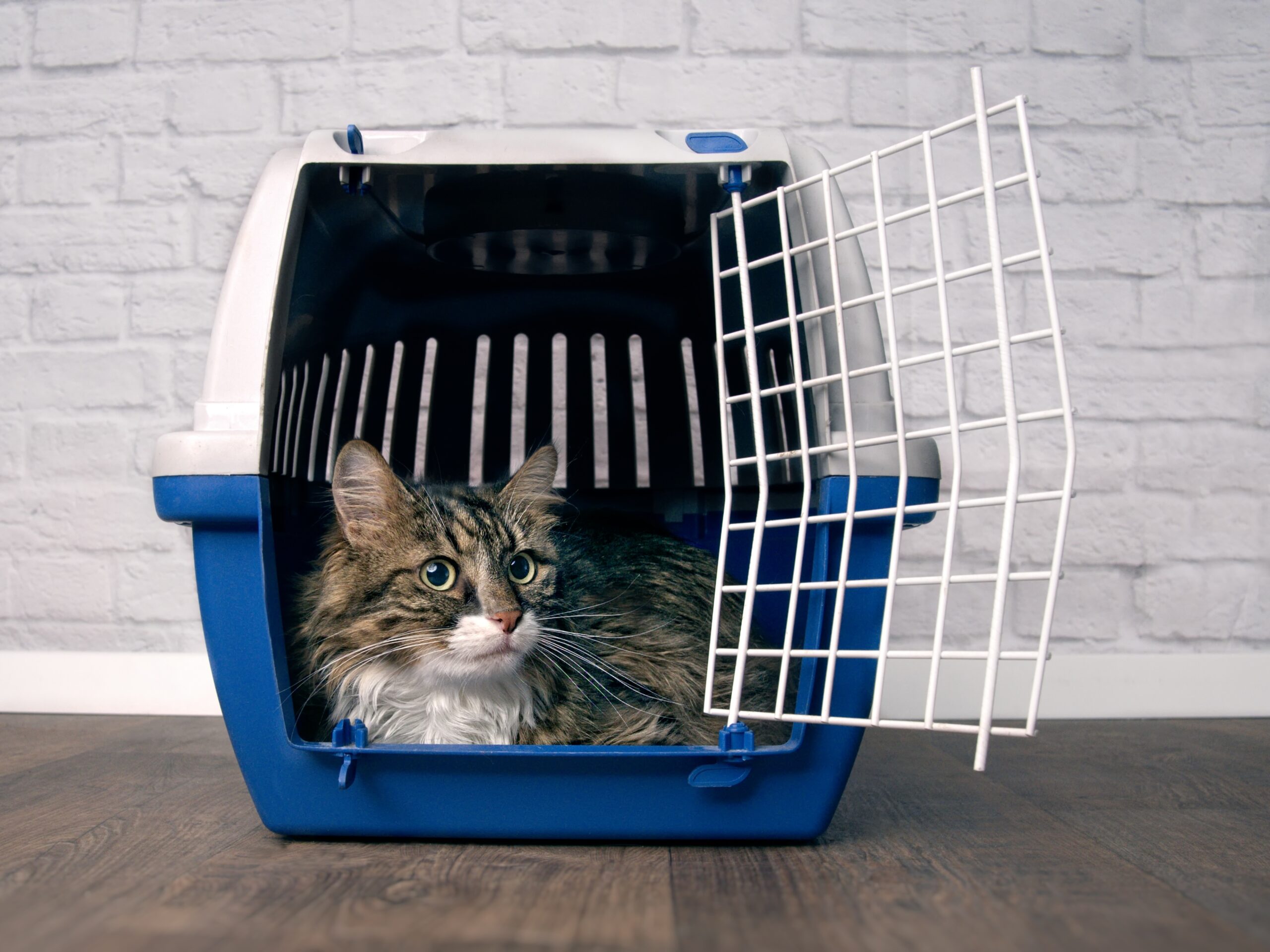 maine coon cat sitting in a open pet carrier