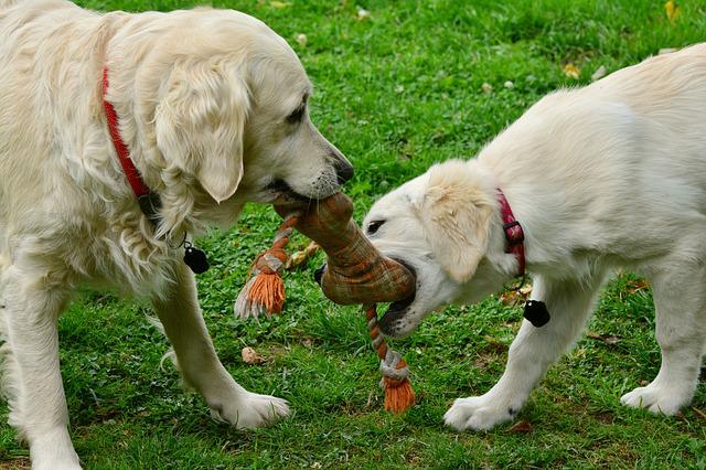 Two dogs pulling on ends of large tug toy