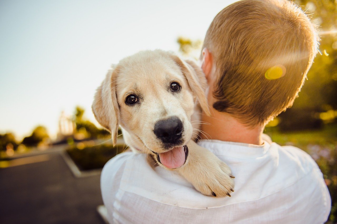 Boy faced away from camera with dog on his shoulder looking at camera