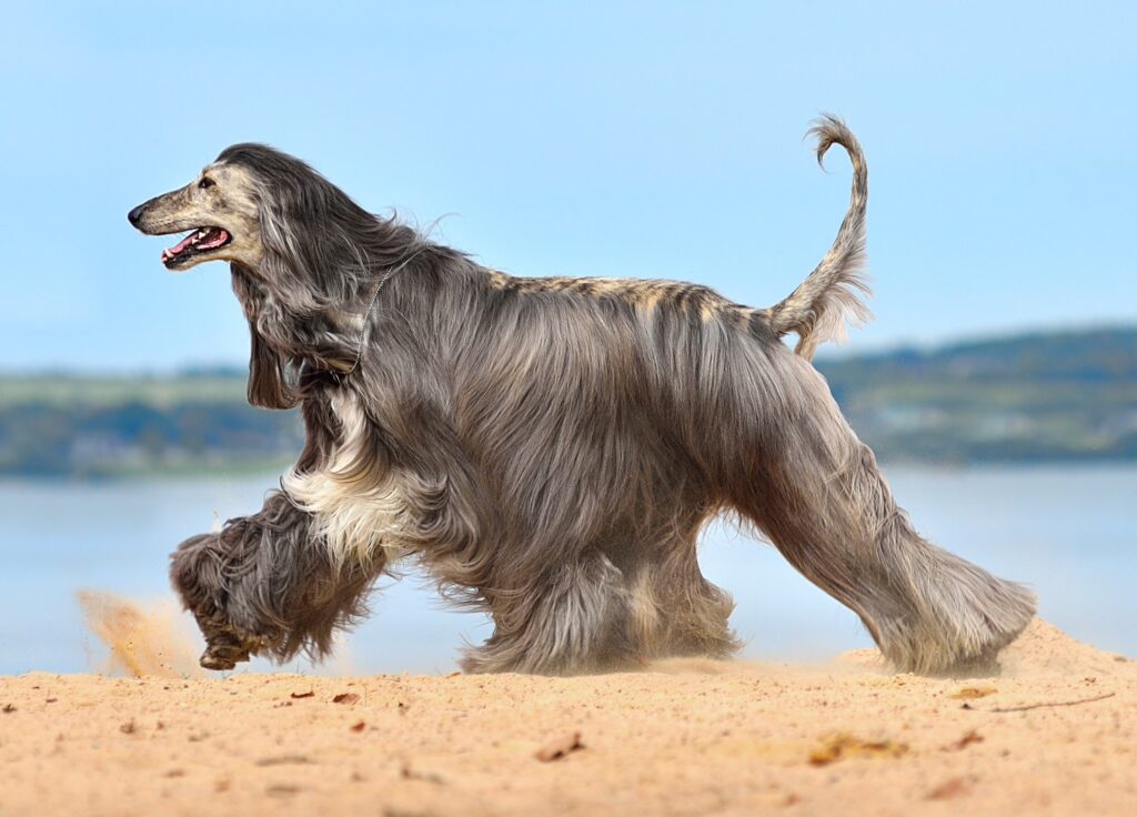 Afghan Hound on beach