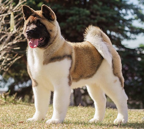 american akita puppy over forest