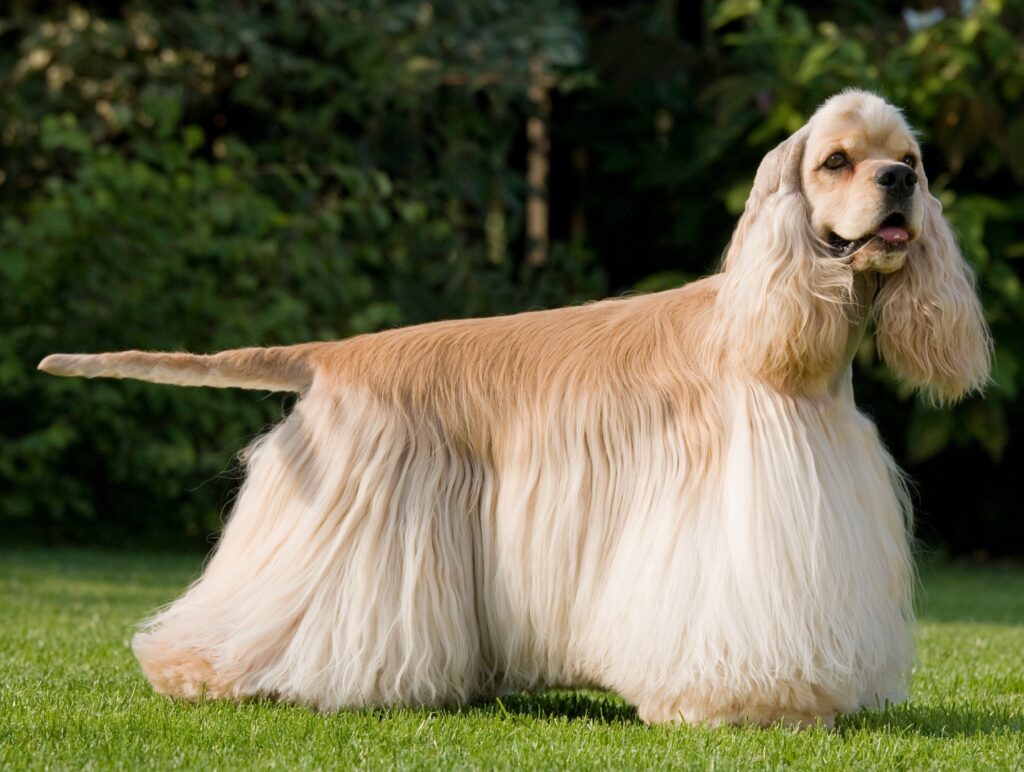 Portrait of nice american cocker