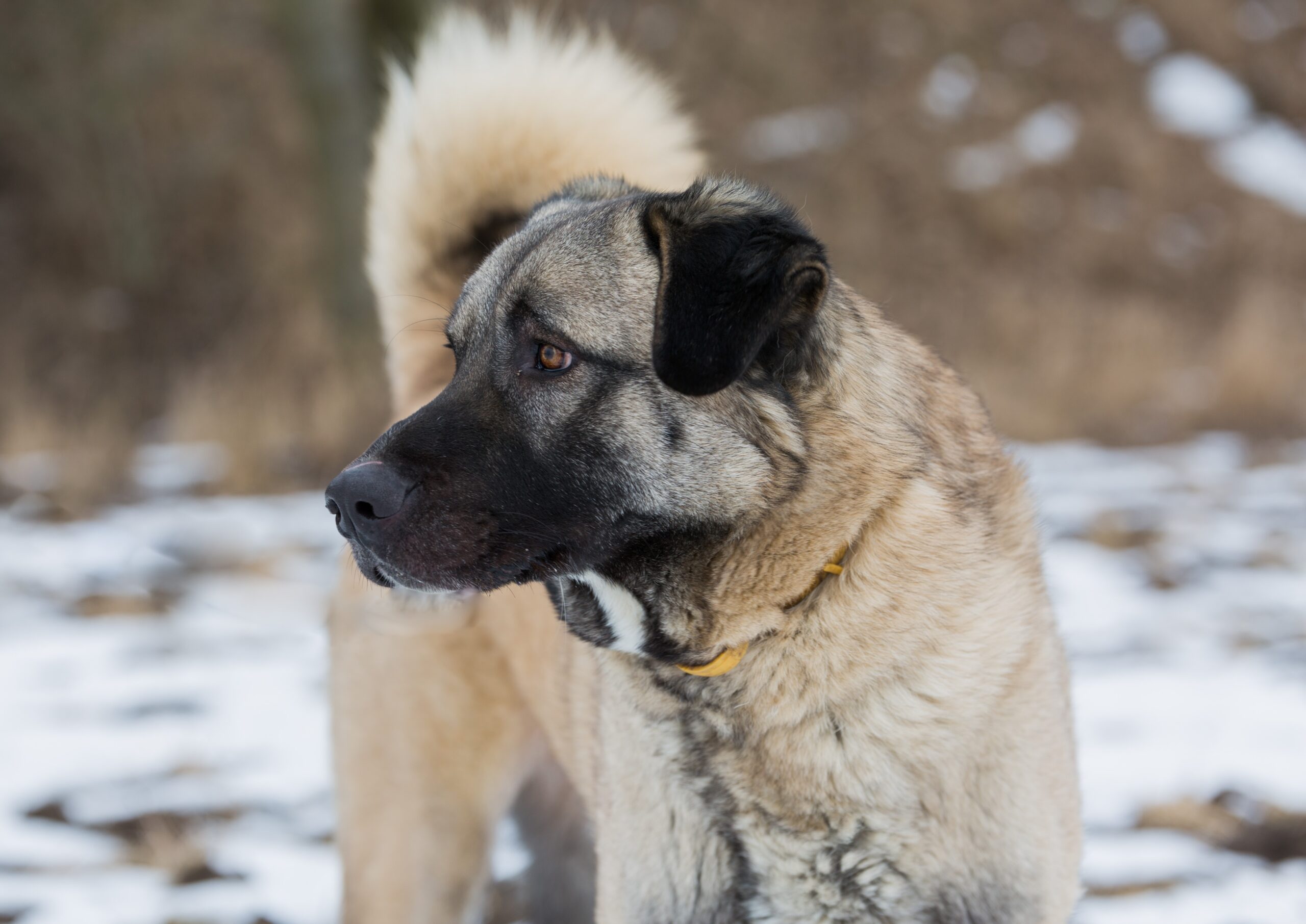 Anatolian Shepherd Dog