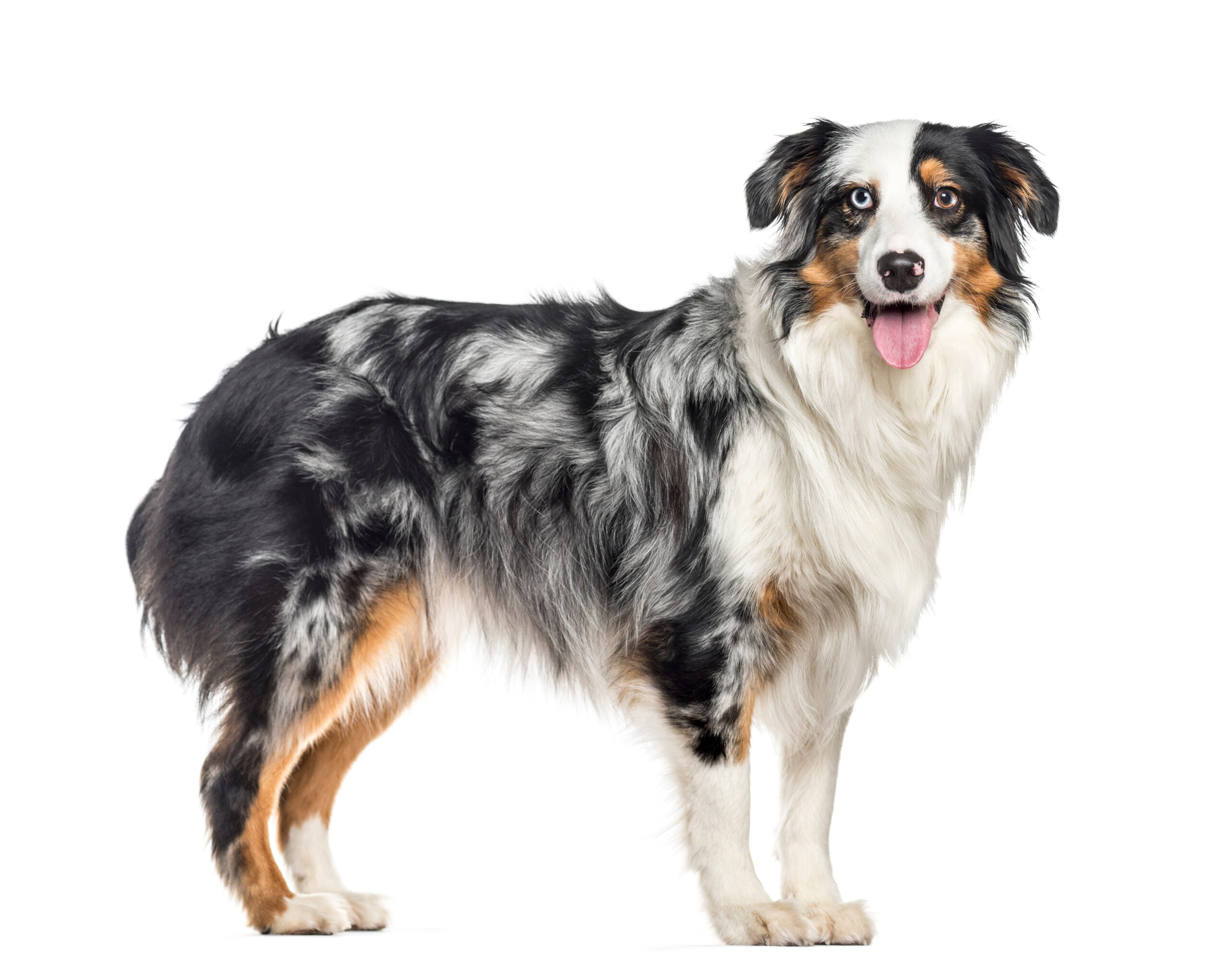 Side view of standing, panting Australian Sheperd