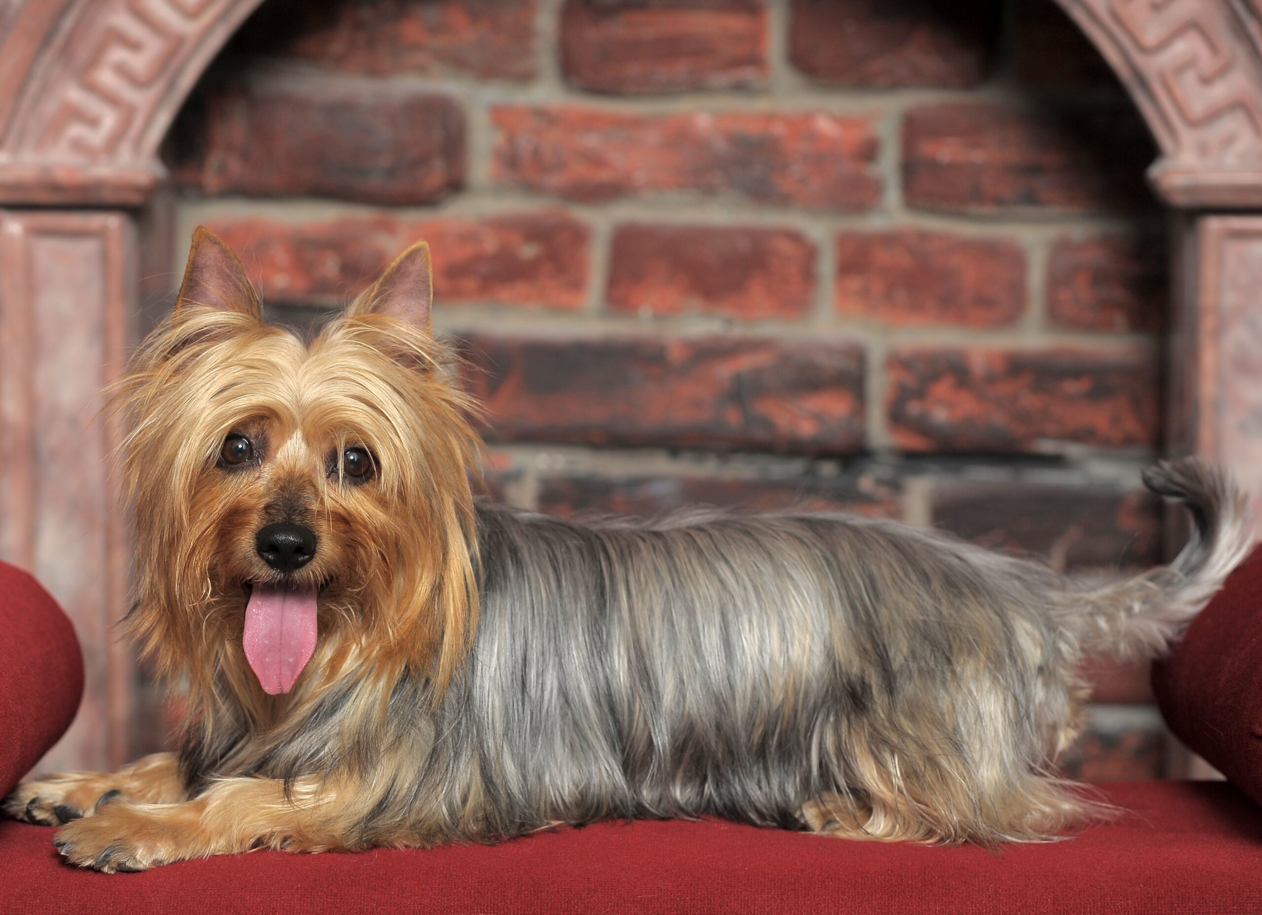 Australian Silky Terrier