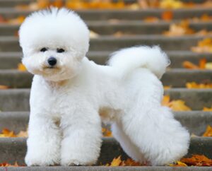 Bichon Frise dog with a stylish haircut standing on the stairs in autumn park