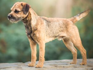 amazing border terrier male standard photos for breed in the park